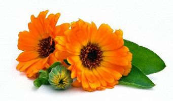 Extract of calendula in the composition Erogenous X